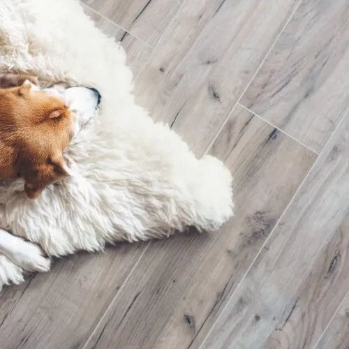 dog_vinyl_500x500 Vinyl flooring | Rodgers Floor Covering
